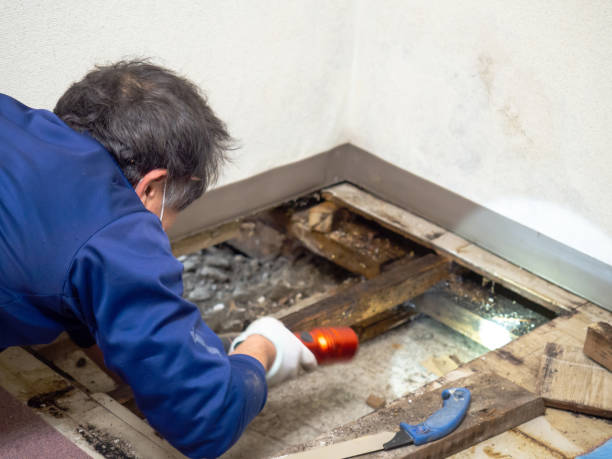 Best Mold Remediation for Specific Building Types in Emerald Isle, NC