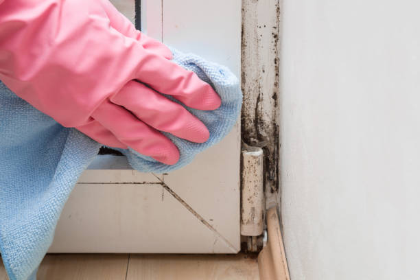 Trusted Emerald Isle, NC Mold Remediation Experts